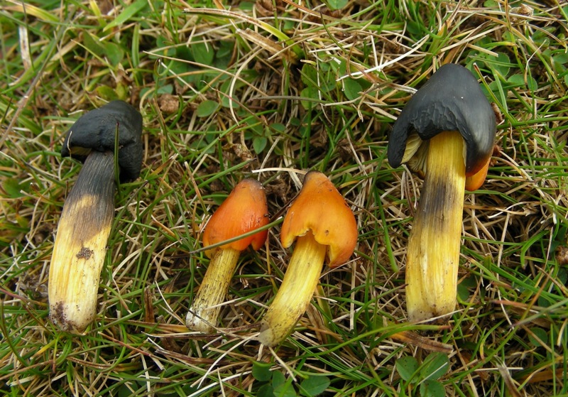 Ancora qualche igroforo